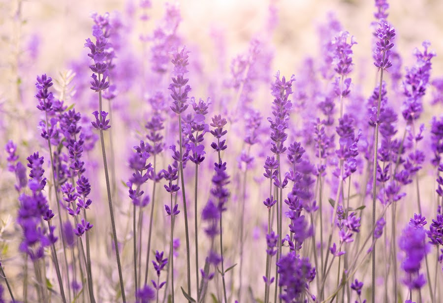amazing-lavender-flower-field
