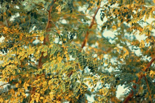 moringa leaf