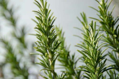 RosemaryBush